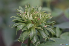 Rosa chinensis viridiflora