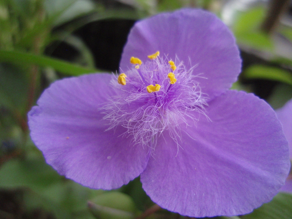 お花がいっぱい！ 200502-➀