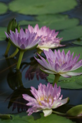 Water Lily ⑤