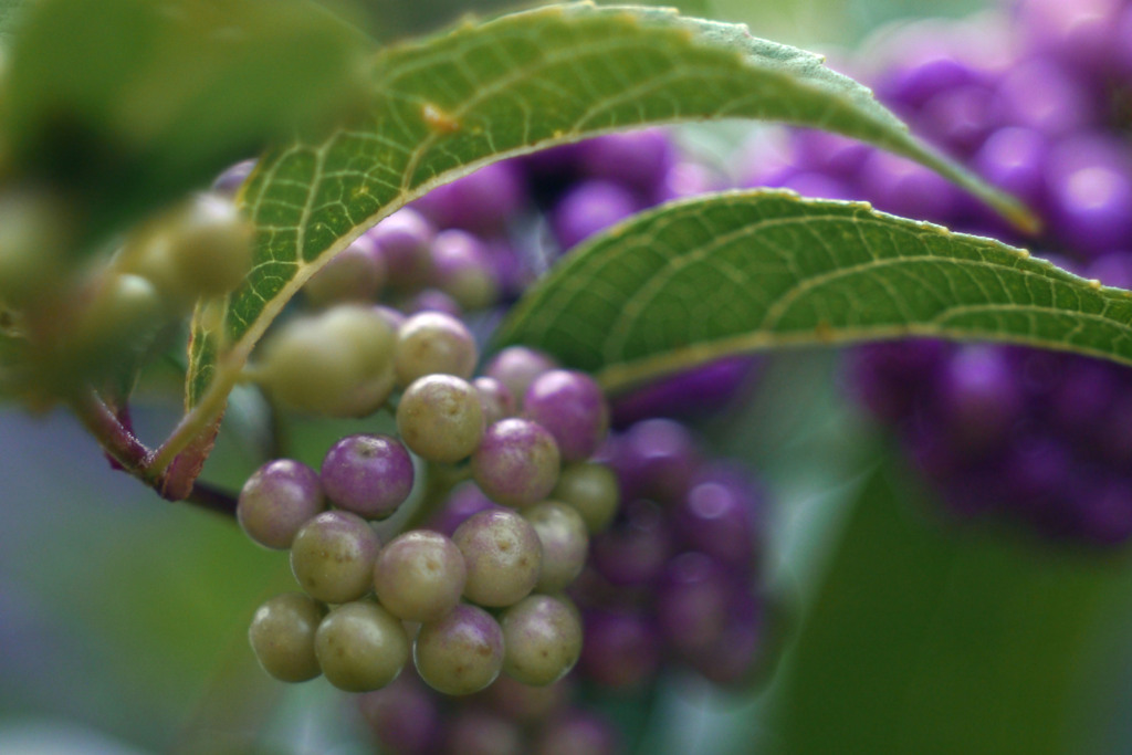 Voightlander Skoparex f=3.4 35mmでお花を撮る-⑨