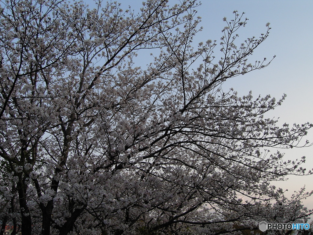 CONTAX TVS デジタルで、花の公園を撮る ⑧