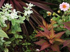 助けた亀等（カメラ）に連れられて-⑨