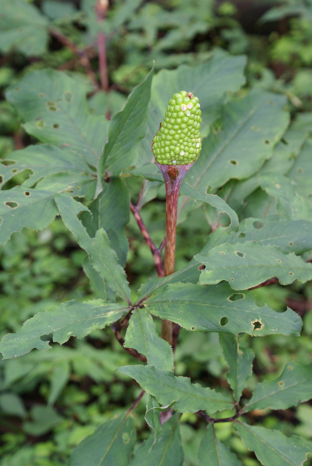 田貫湖周遊200702・植物編-⑤