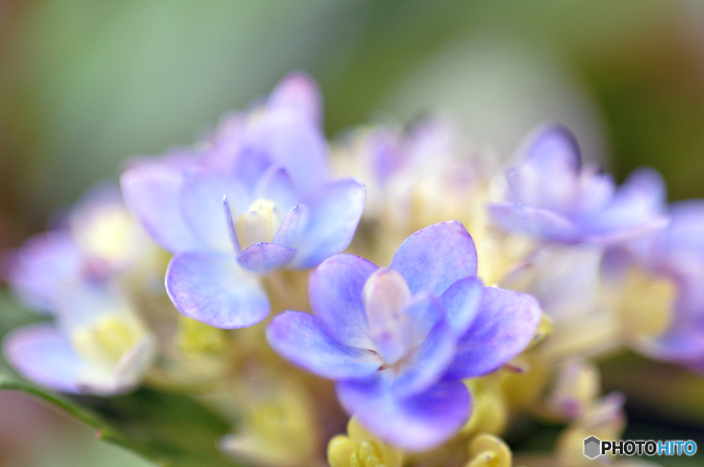 やさしいだけやあらしません　ちゃーんと芯があるんどす➂