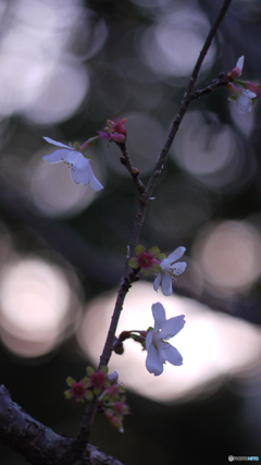 冬桜（六枚組）-①