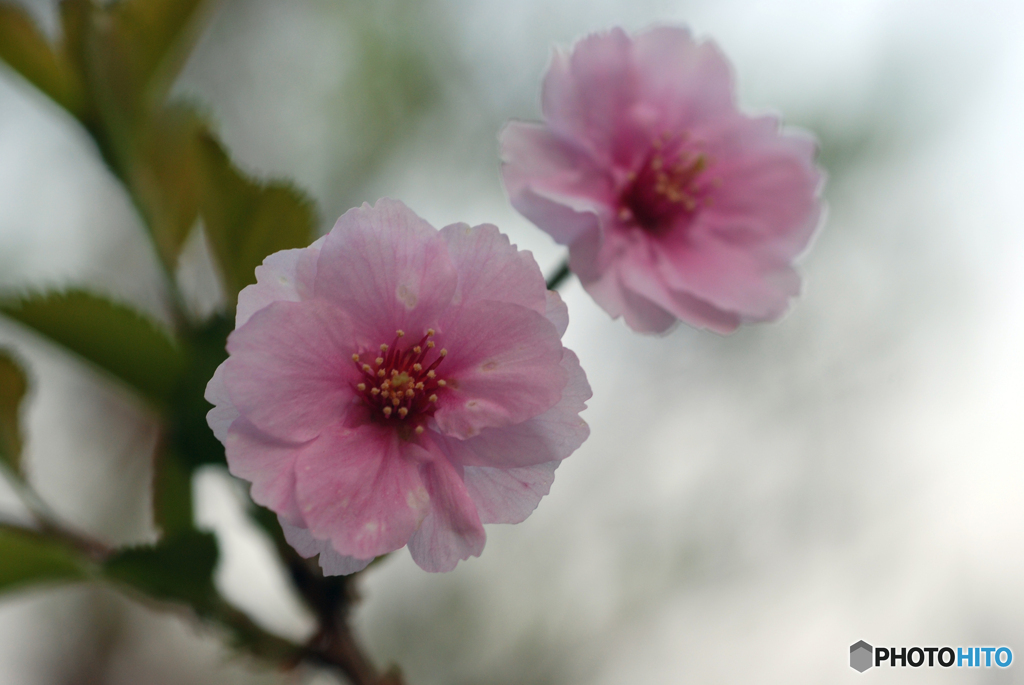 八重の富士桜