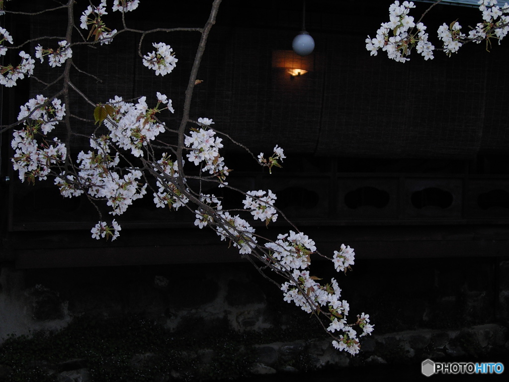 白川の春風情 2008
