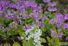 SIGMA SUPER-WIDE 1:2.8 f=24mmと言う選択⑪