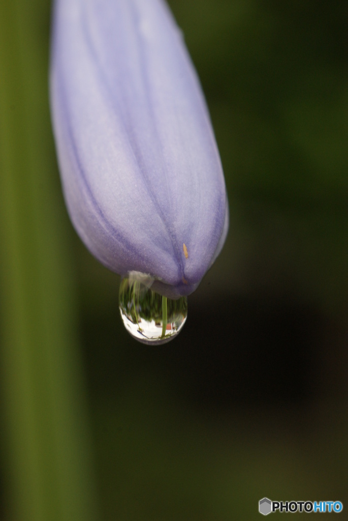花と虫たち　シリーズ6-③