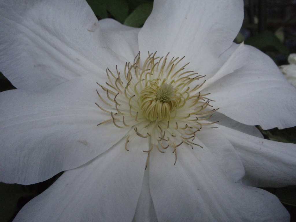 お花がいっぱい！ 200505-⑧