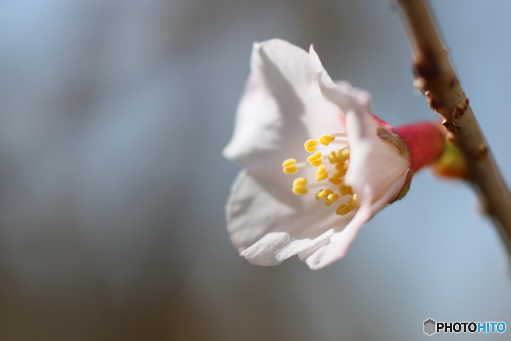 富士桜が開花しました＾＾-③