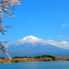 満開の桜と富士山②