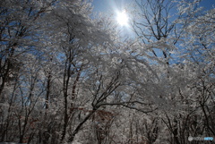 雪の翌朝(5)