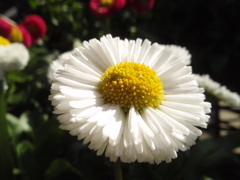 お花がいっぱい！ 200503-➀