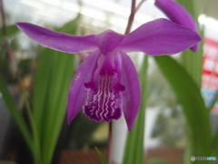 お花がいっぱい！ 200427-⑥