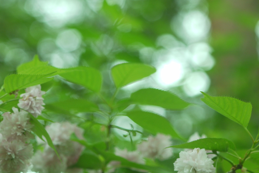 淡い光と緑の山桜