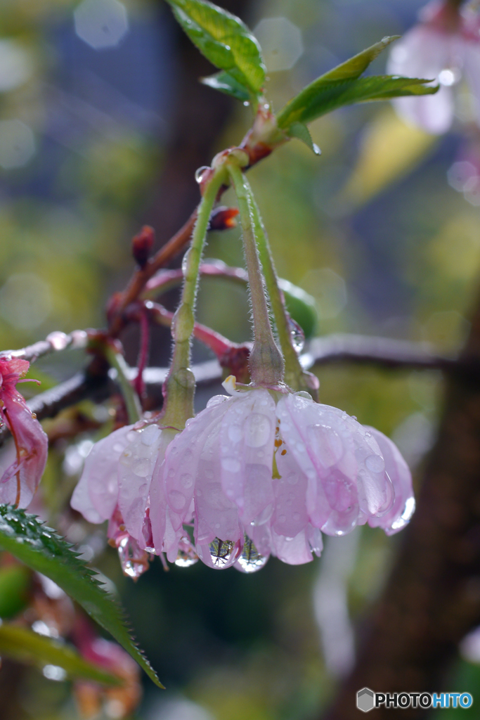 雨が止んだら♪ 