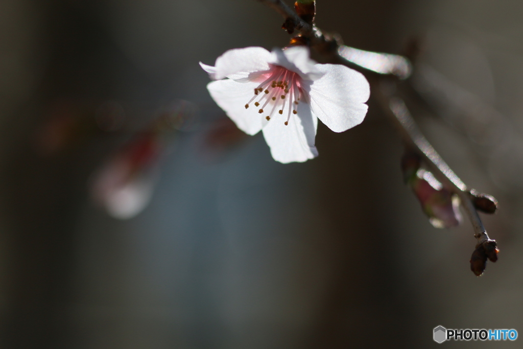 富士桜が開花しました＾＾-➄
