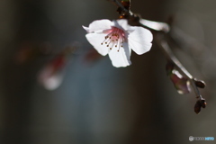 富士桜が開花しました＾＾-➄