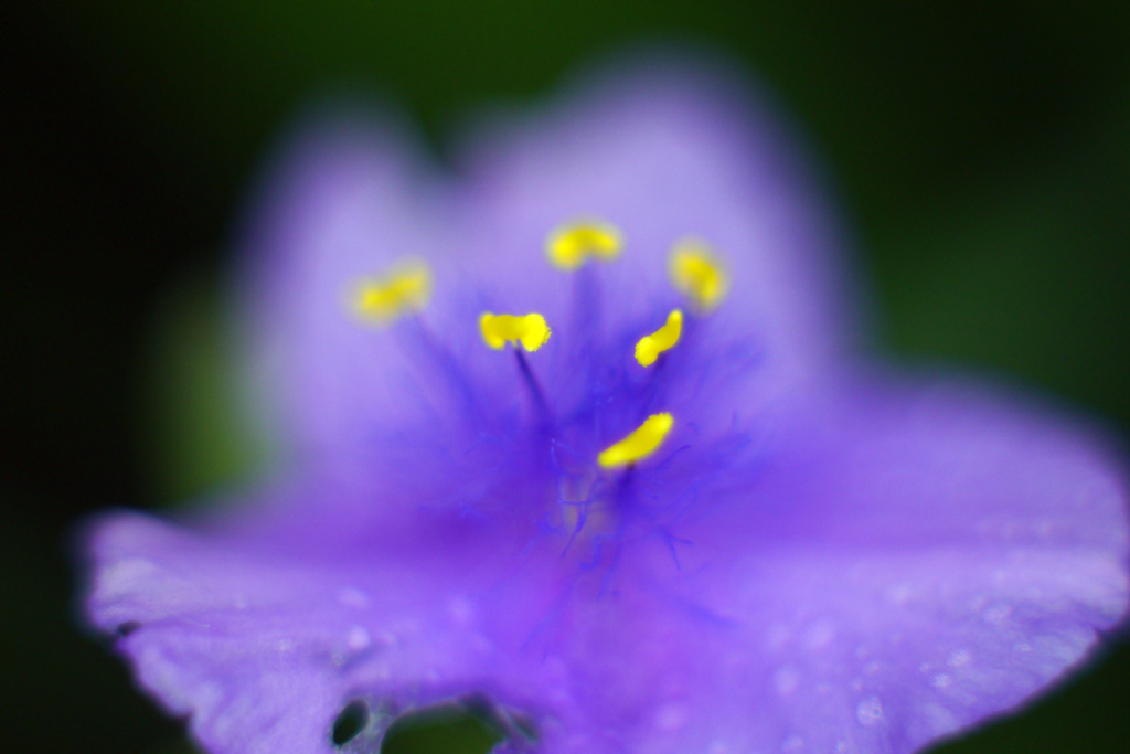 非AiニッコールSオート50mm1.4とKリングで露草を撮る-①