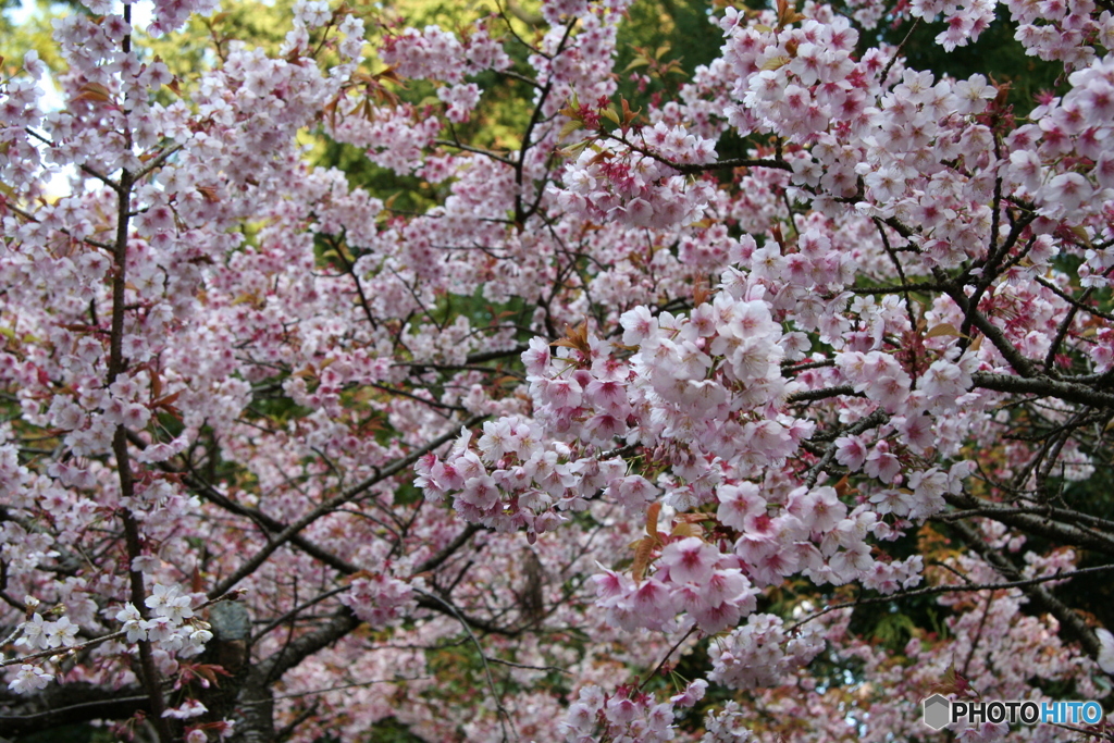 久能山東照宮 2006-➄
