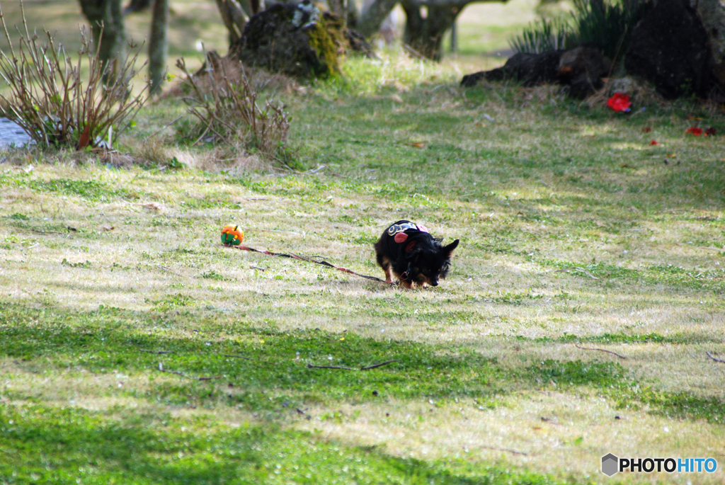 僕のご主人様やーい