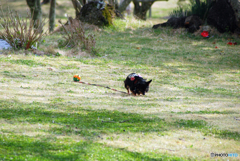 僕のご主人様やーい