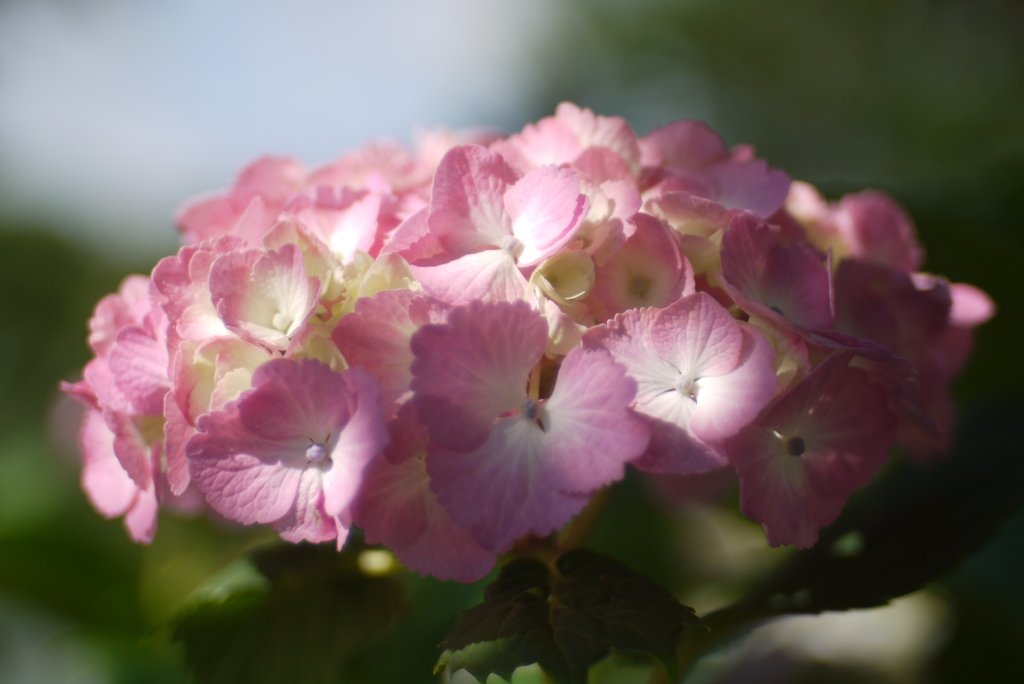 おもひでのレンズたち Hexanon AR 40 mm / F1.8-③