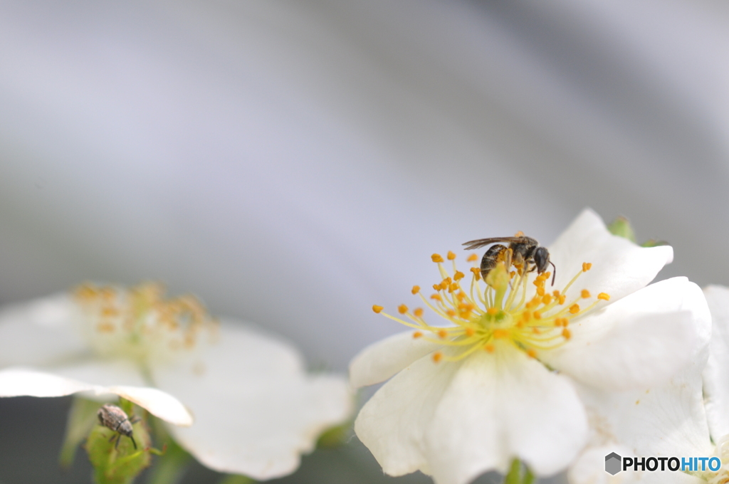 白の世界（野薔薇）
