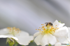 白の世界（野薔薇）