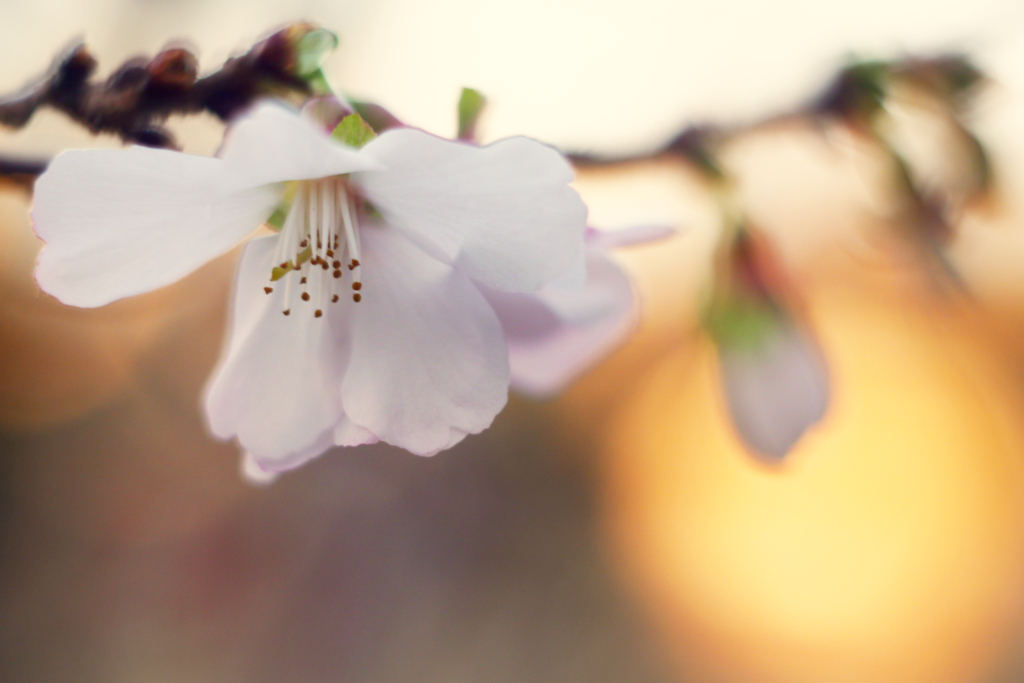 狂気の沙汰？（冬桜をSummitarで接写する）-⑧