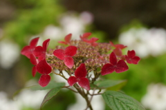 天神原植物園にて⑬