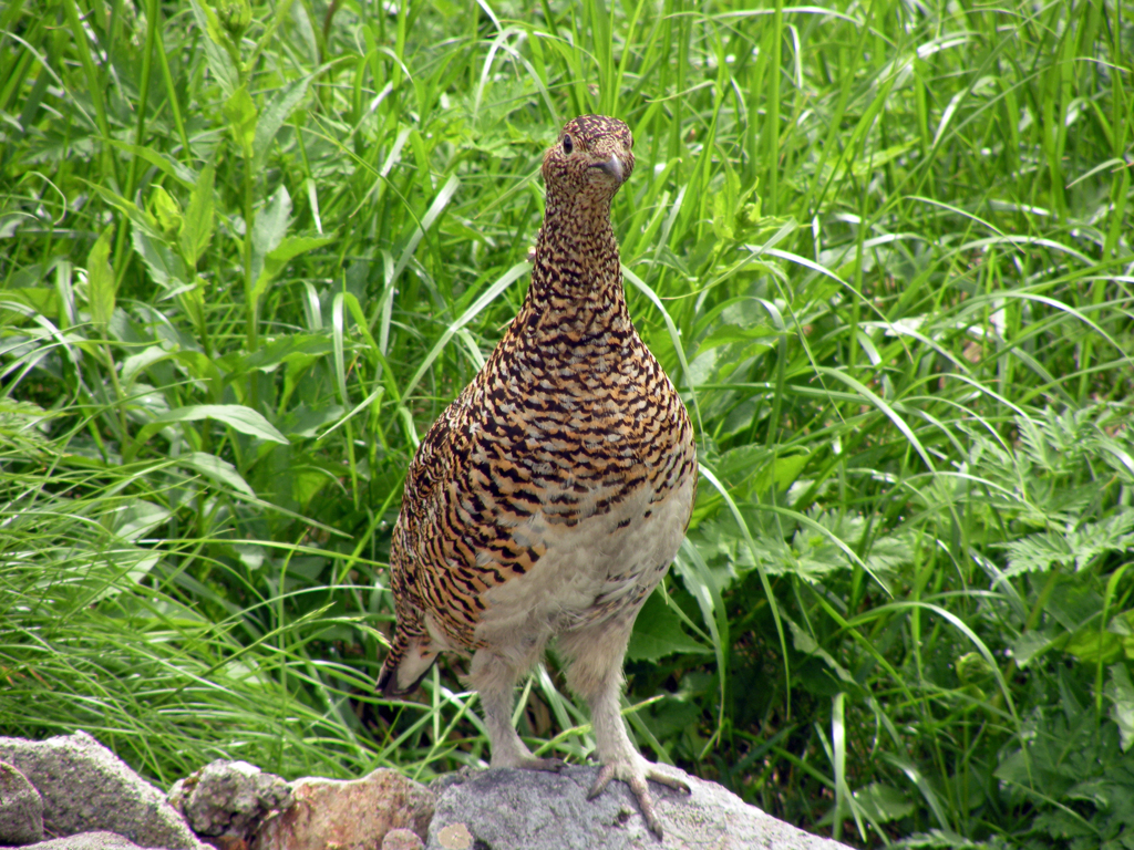 お花畑で雷鳥に出会う-①