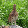 お花畑で雷鳥に出会う-①