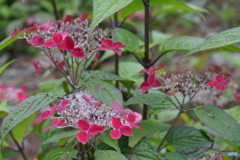 天神原植物園にて⑤