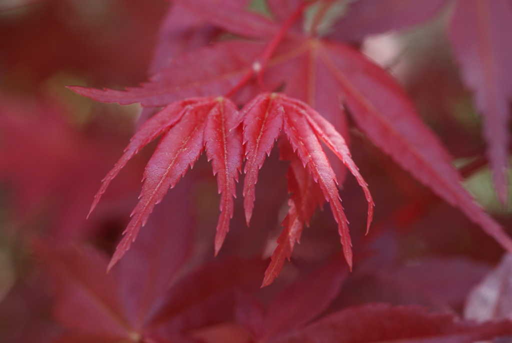 お庭でPHOTO・2012-⑨