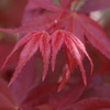 お庭でPHOTO・2012-⑨