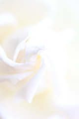 Ondulation Blanche ⑤