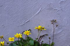 Flowers on the wall