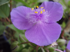お花がいっぱい！ 200503-⑨