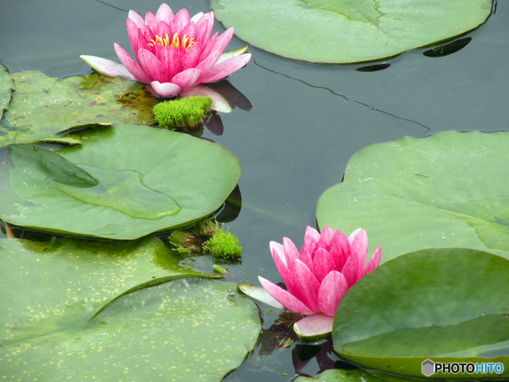 静岡市城北浄化センターの花菖蒲 2010（家内の感性で）-⑤