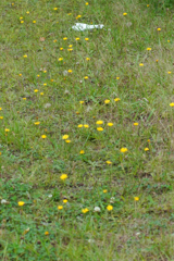 今日のお散歩の友は 200616-①