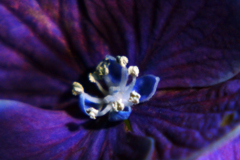 今日のお散歩の友は 200608 紫陽花編-②