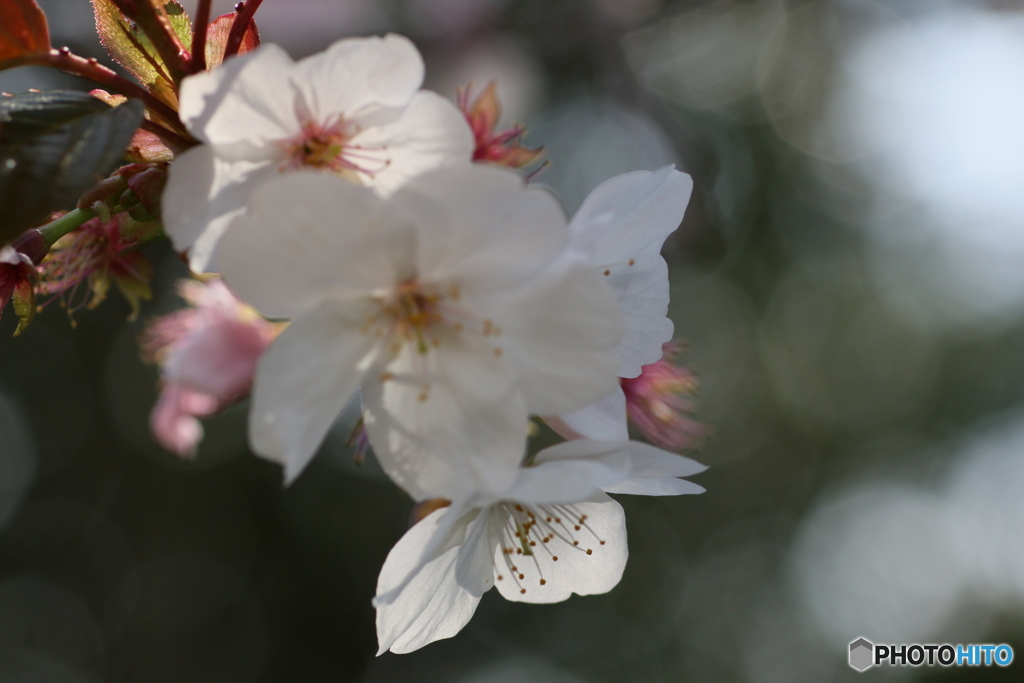 桜花を逆光で撮る ⑧