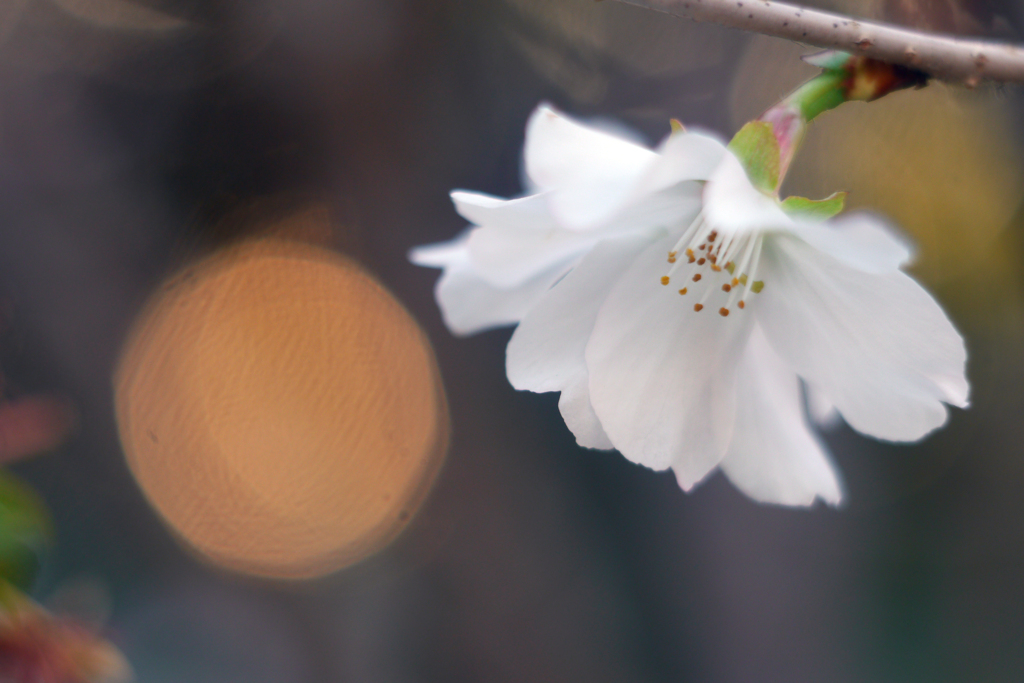 狂気の沙汰？（冬桜をSummitarで接写する）-➅