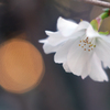 狂気の沙汰？（冬桜をSummitarで接写する）-➅