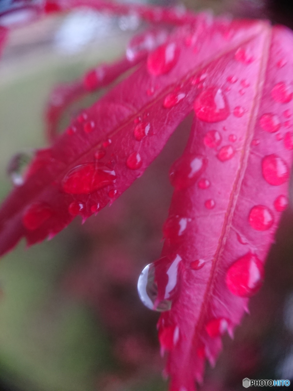 外出自粛要請中の雨上がり ➁