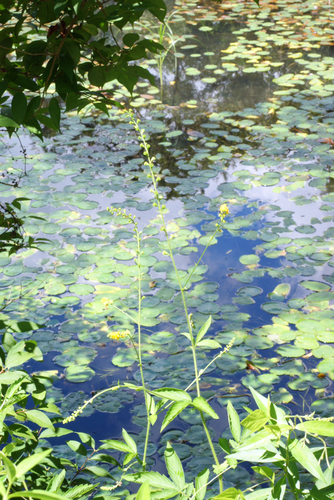 箱根湿性花園2012（その１）-⑦