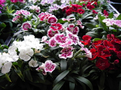 Vario-Sonnarで撮るお花 ⑦