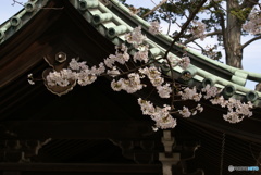 三嶋大社神泉の枝垂桜④